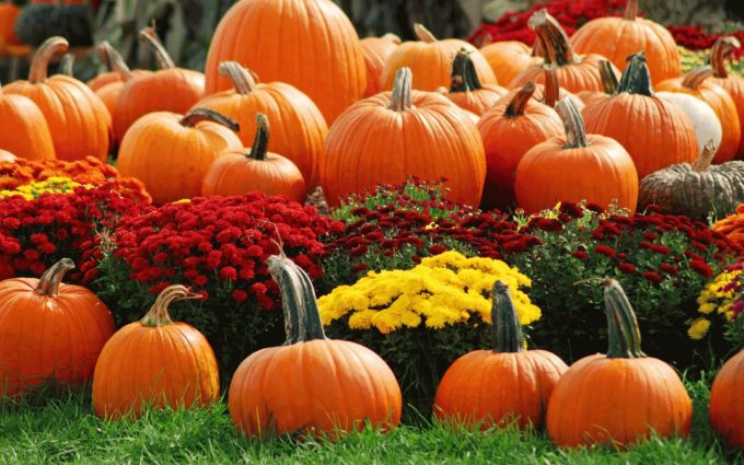 beautiful pumpkins 