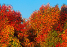 Autumn's Kaleidoscope of Colors
