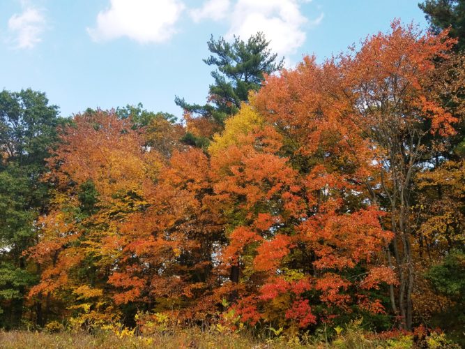 Loantaka Brook Reserve's Autumn Foliage 