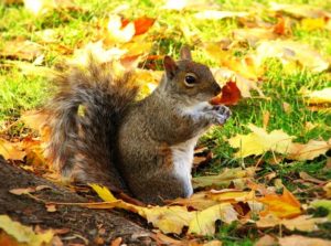 A squirrel taking a break from it's autumn routine.