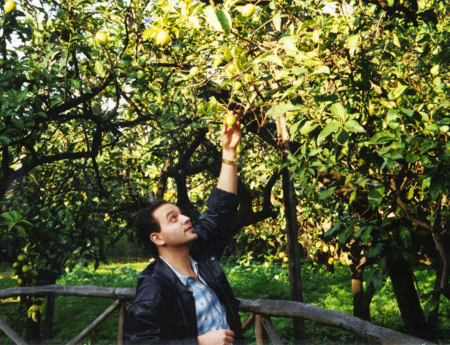 A lemon grove in Sorrento, Italy (1999). 