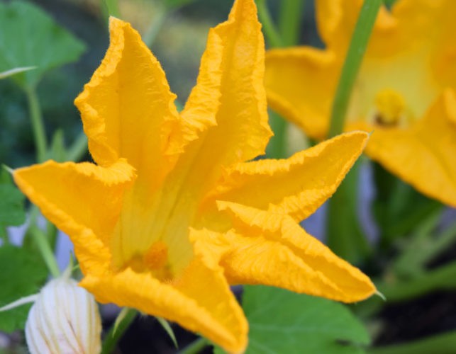 Early morning (when the flowers are open) is the best time to pick the flowers.