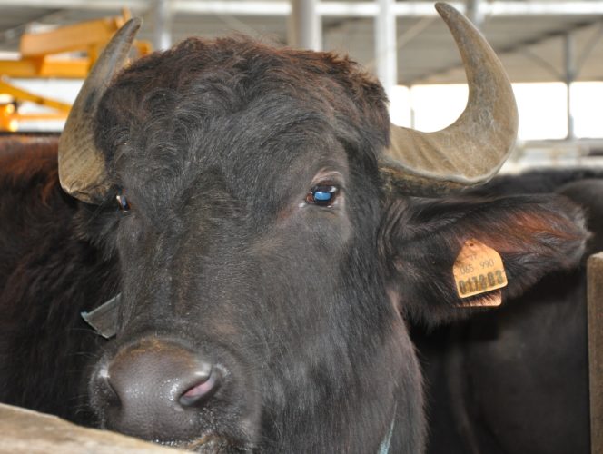 Water buffalo at Tenuta Vannulo 