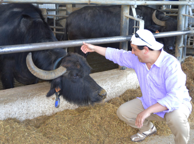 Tenuta Vannulo, an organic water buffalo farm. 