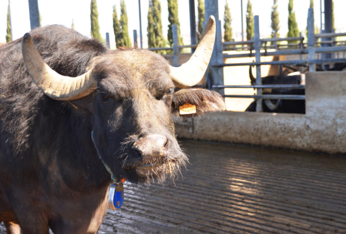 Tenuta Vannulo, an organic water buffalo farm. 