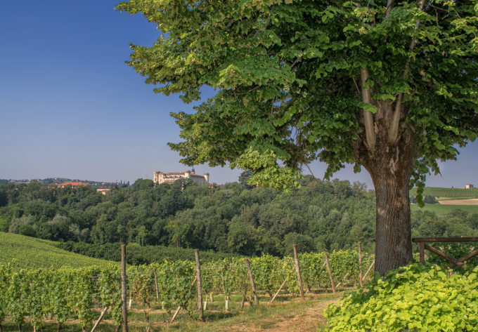 The surrounding vineyards of Castiglioli d'Asti.