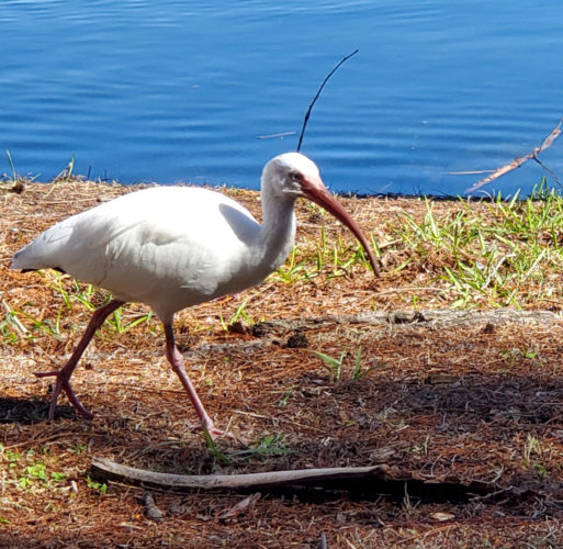 Lake Lily Park | Orlando, Florida 