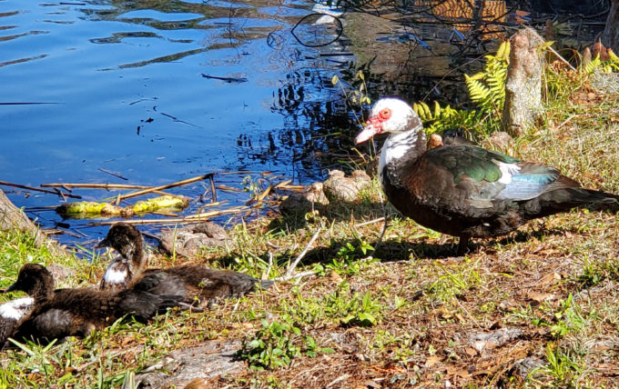 Lake Lily Park | Orlando, Florida 