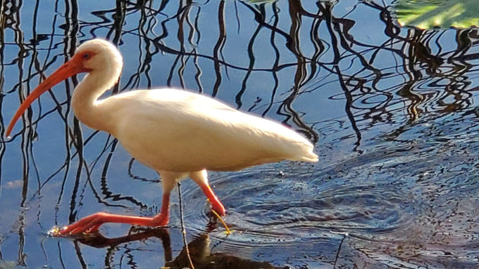 Lake Lily Park | Orlando, Florida 