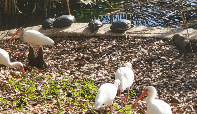 Lake Lily Park | Orlando, Florida 