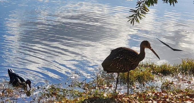 Lake Lily Park | Orlando, Florida 