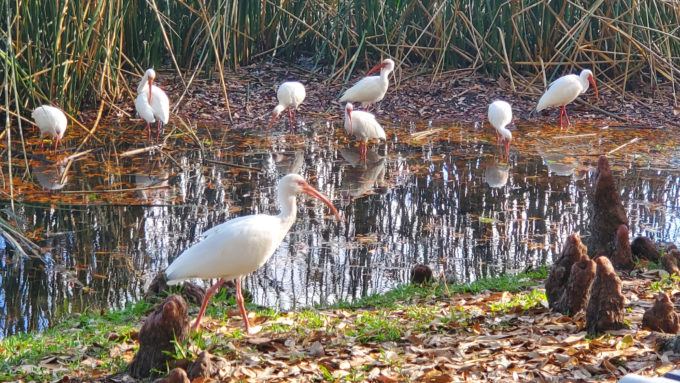 Lake Lily Park | Orlando, Florida 