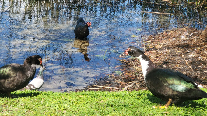 Lake Lily Park | Orlando, Florida 