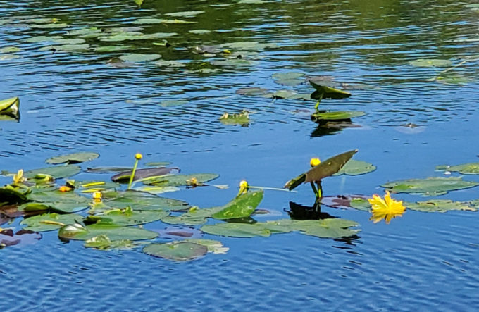 Lake Lily Park | Orlando, Florida 