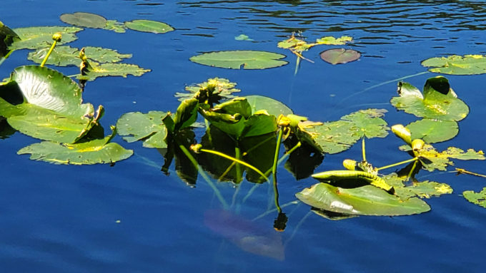 Lake Lily Park | Orlando, Florida