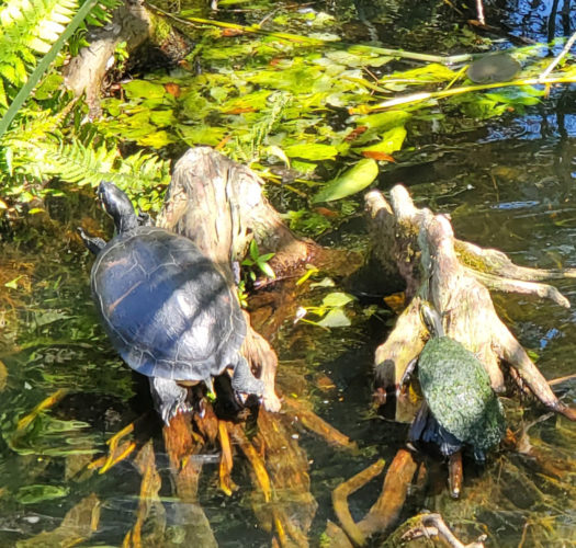 Lake Lily Park | Orlando, Florida 