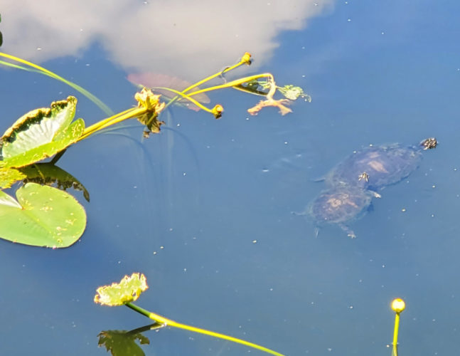 Lake Lily Park | Orlando, Florida 