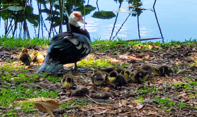 Lake Lily Park | Orlando, Florida 