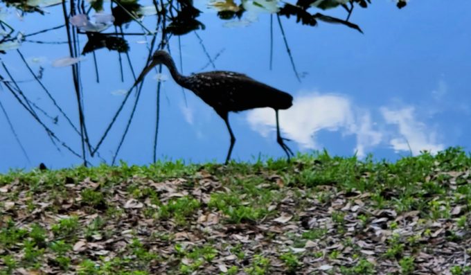 Lake Lily Park | Orlando, Florida 