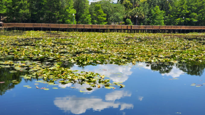 Lake Lily Park | Orlando, Florida 